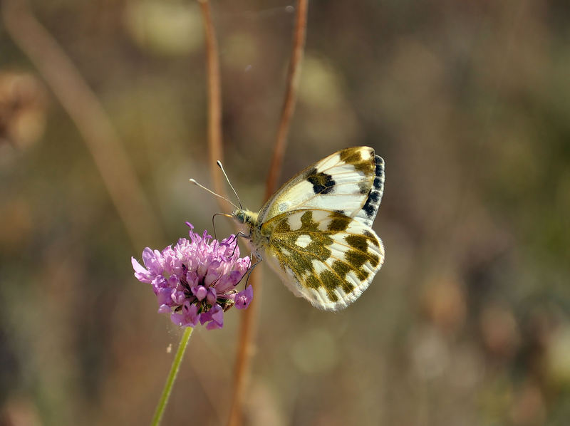 identificazione farfalle