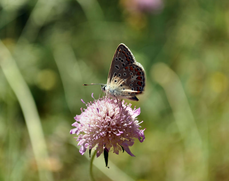 identificazione farfalle