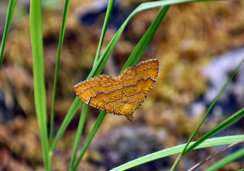 farfalla da identificare e 2 conferme...