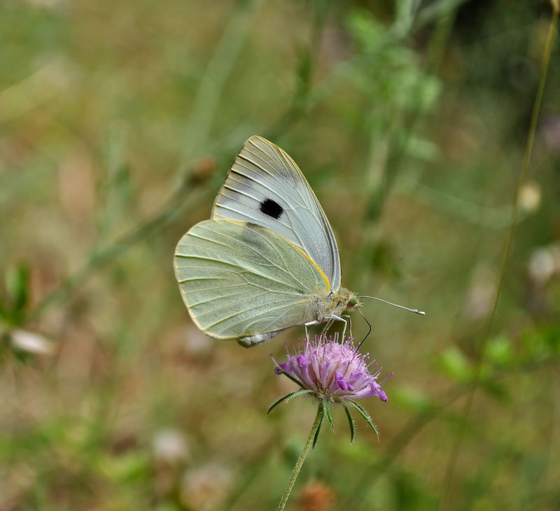 farfalla da identificare e 2 conferme...