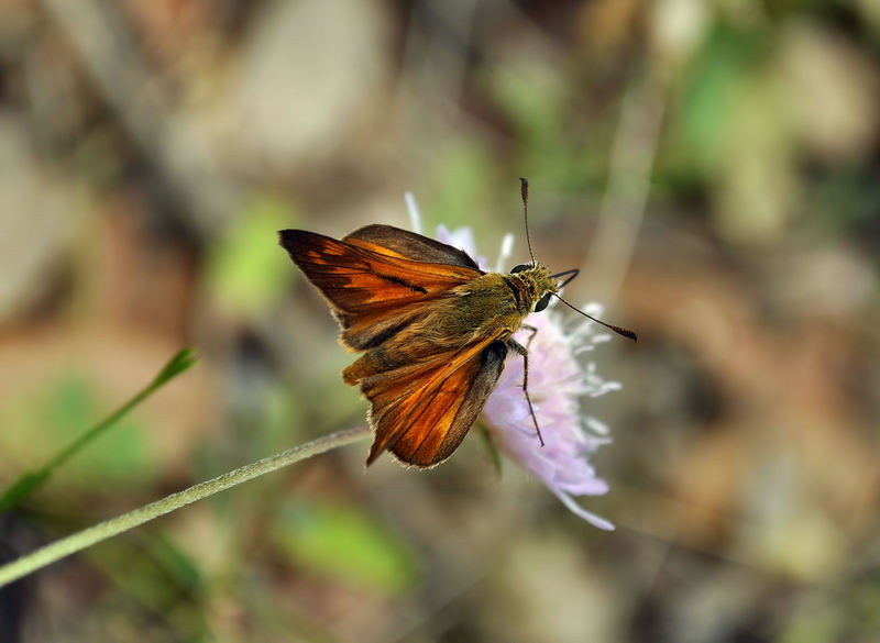 altra farfalla da identificare