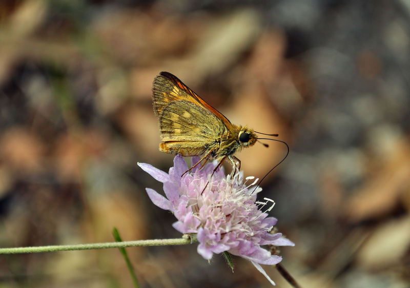 altra farfalla da identificare