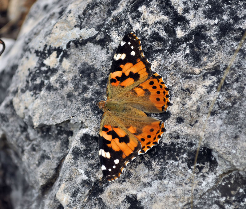 vanessa cardui?