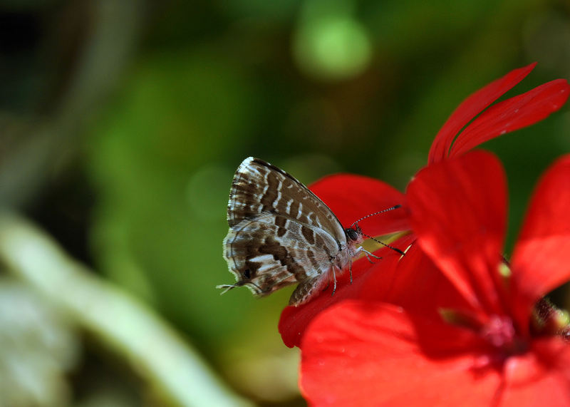 identificazione licenide