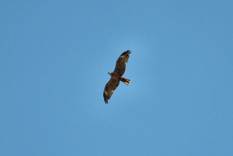 identificazione rapace