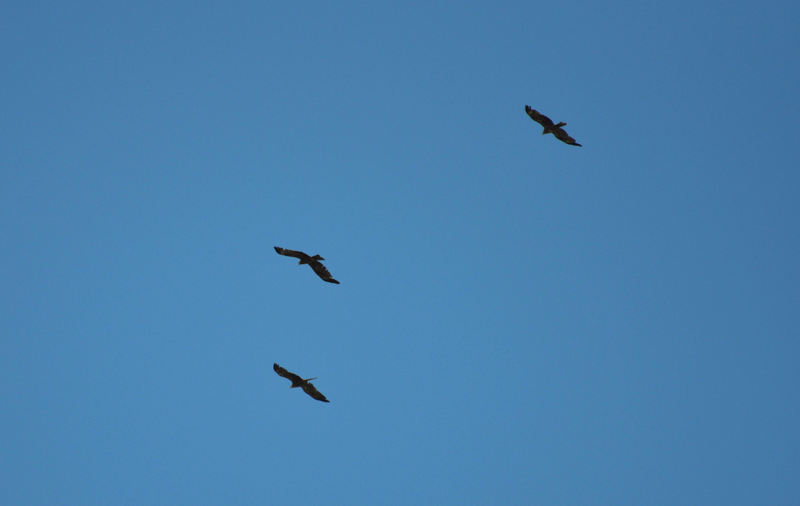 identificazione rapace