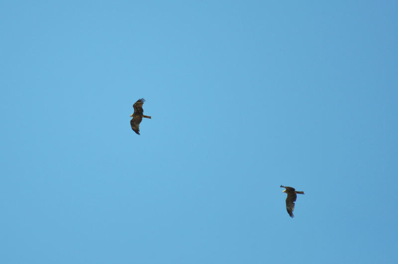 identificazione rapace