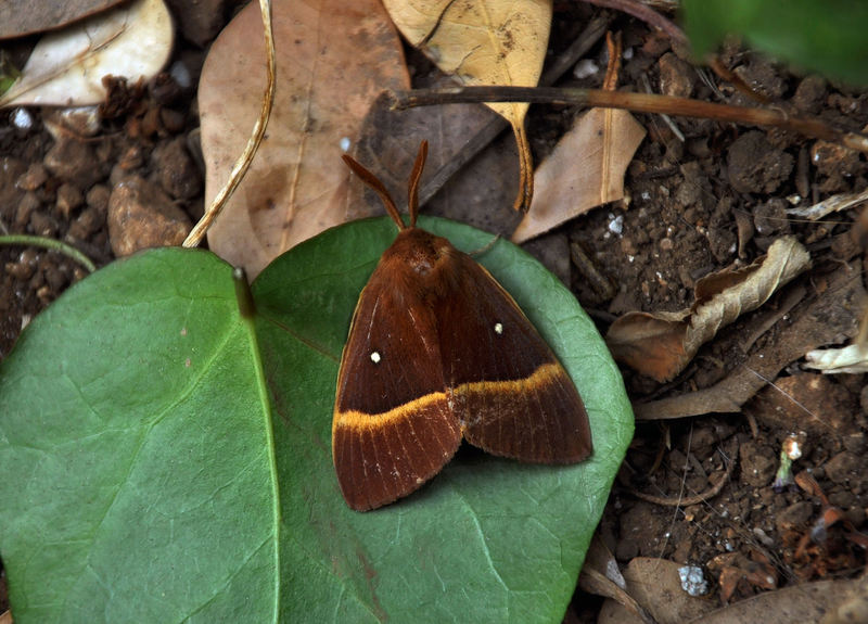 lasiocampa quercus