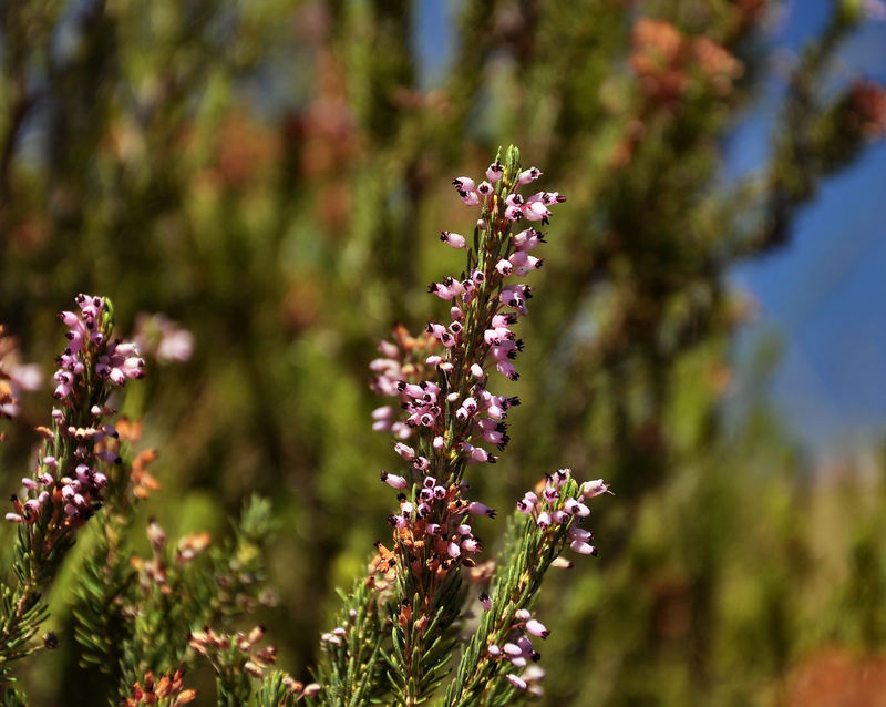 Erica multiflora / Erica multiflora