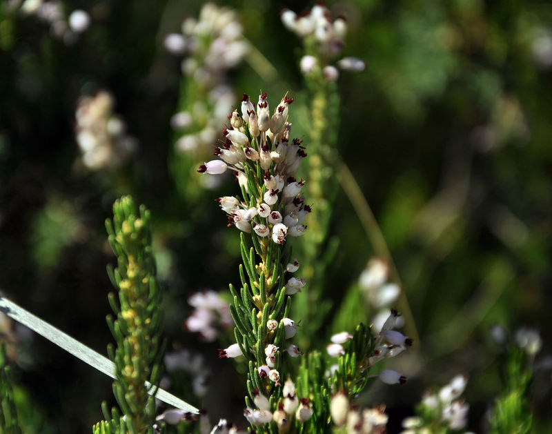 Erica multiflora / Erica multiflora