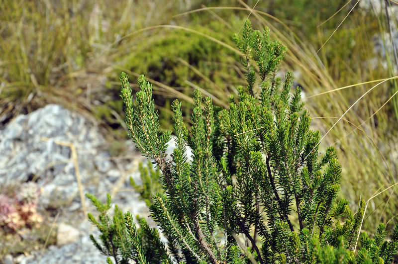 Erica multiflora / Erica multiflora