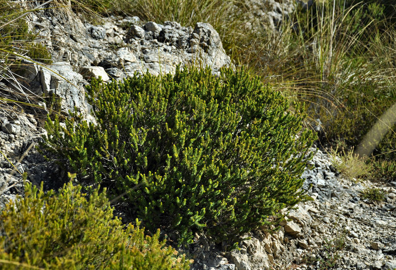 Erica multiflora / Erica multiflora