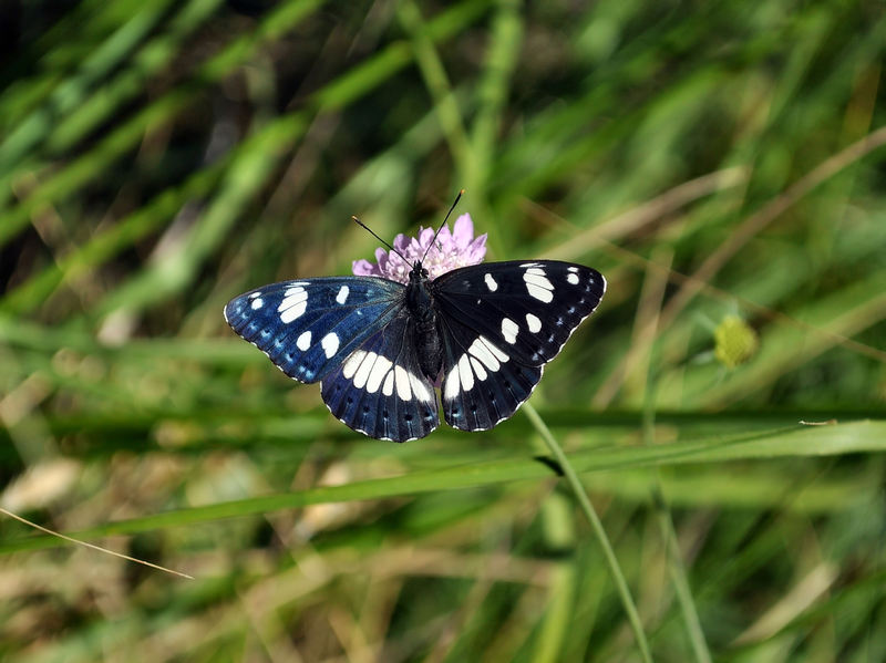 identificazione farfalle