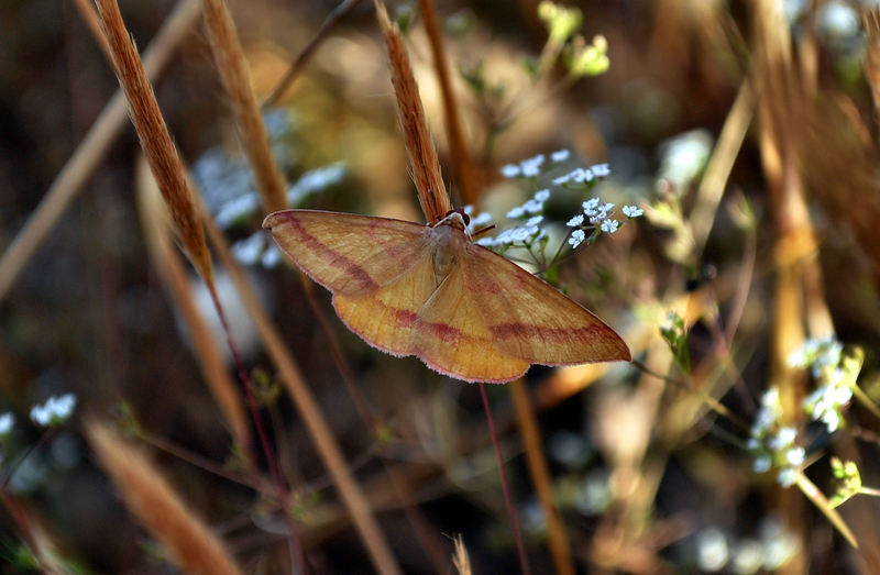 identificazione farfalle