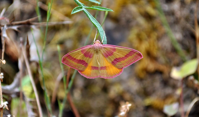 identificazione farfalle