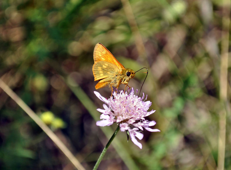 identificazione farfalle