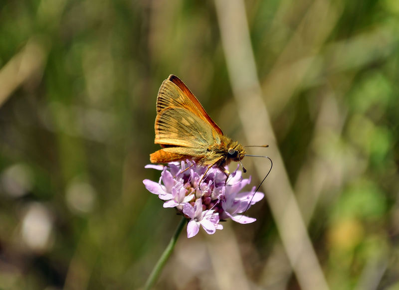 identificazione farfalle