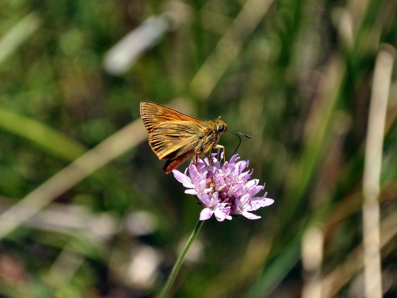 identificazione farfalle