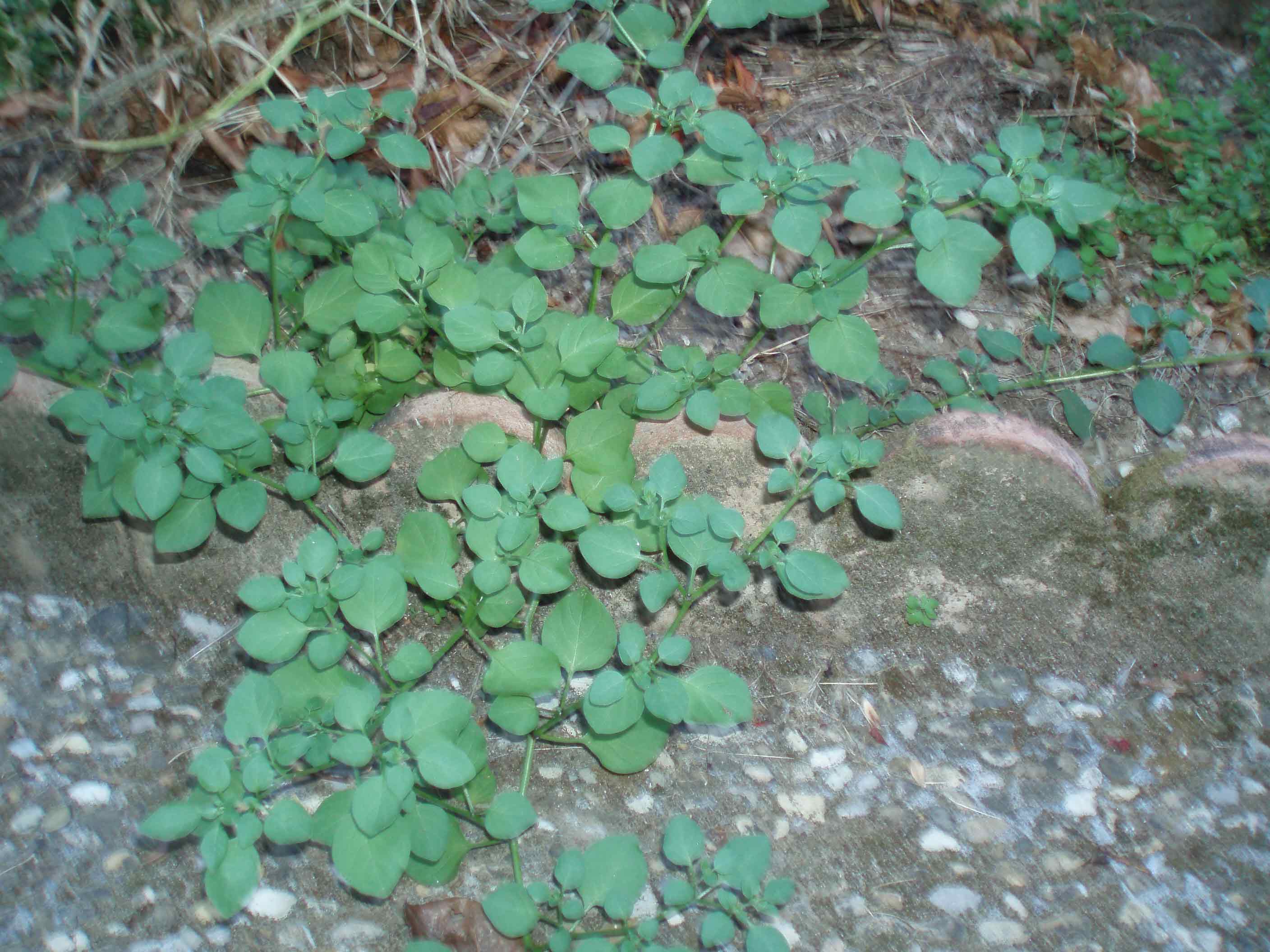 Solanum cfr.nigrum