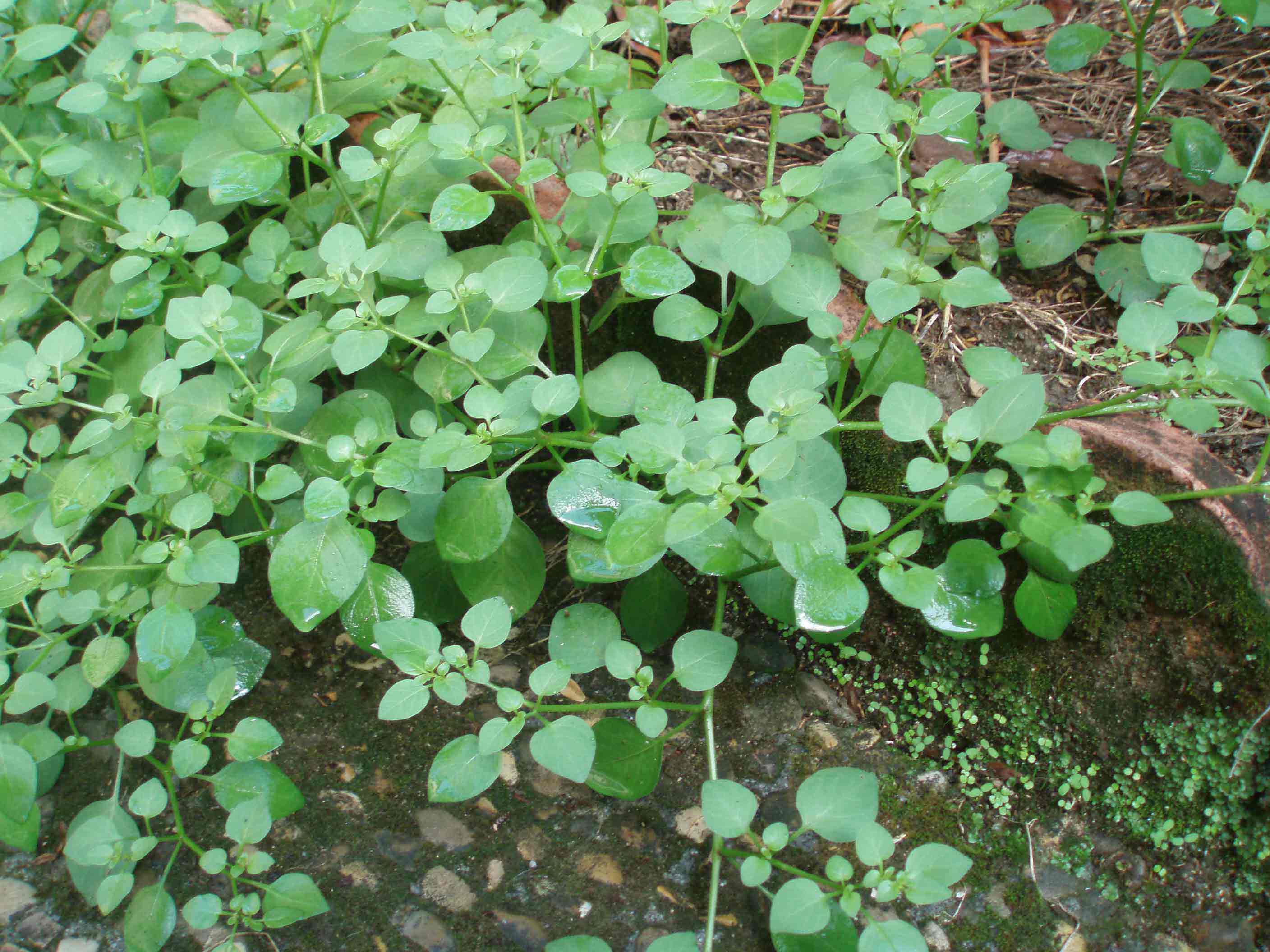 Salpichroa origanifolia / Salpicroa