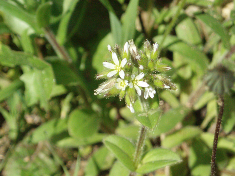 Cerastium glomeratum / Peverina dei campi