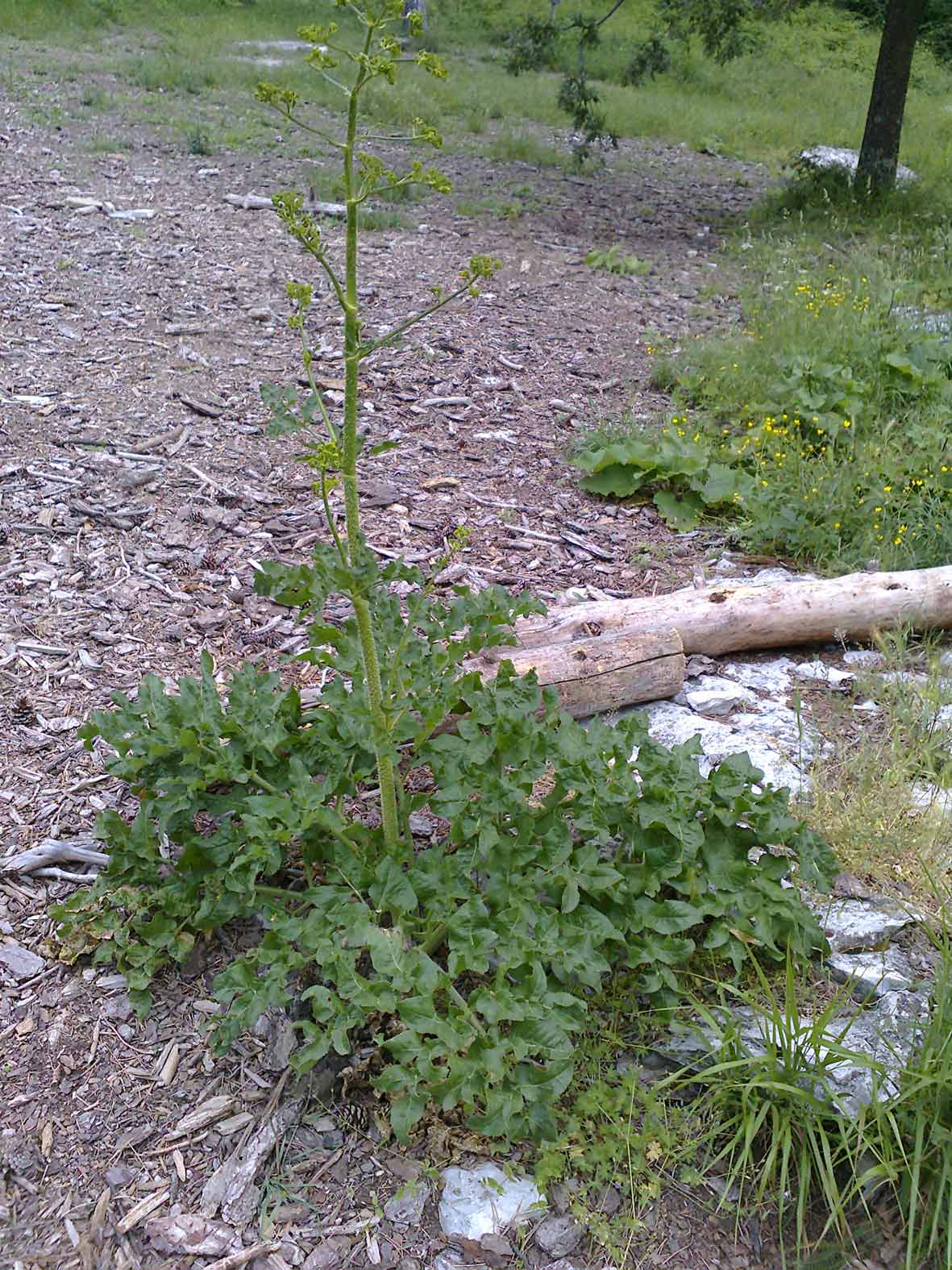 Opopanax chironium