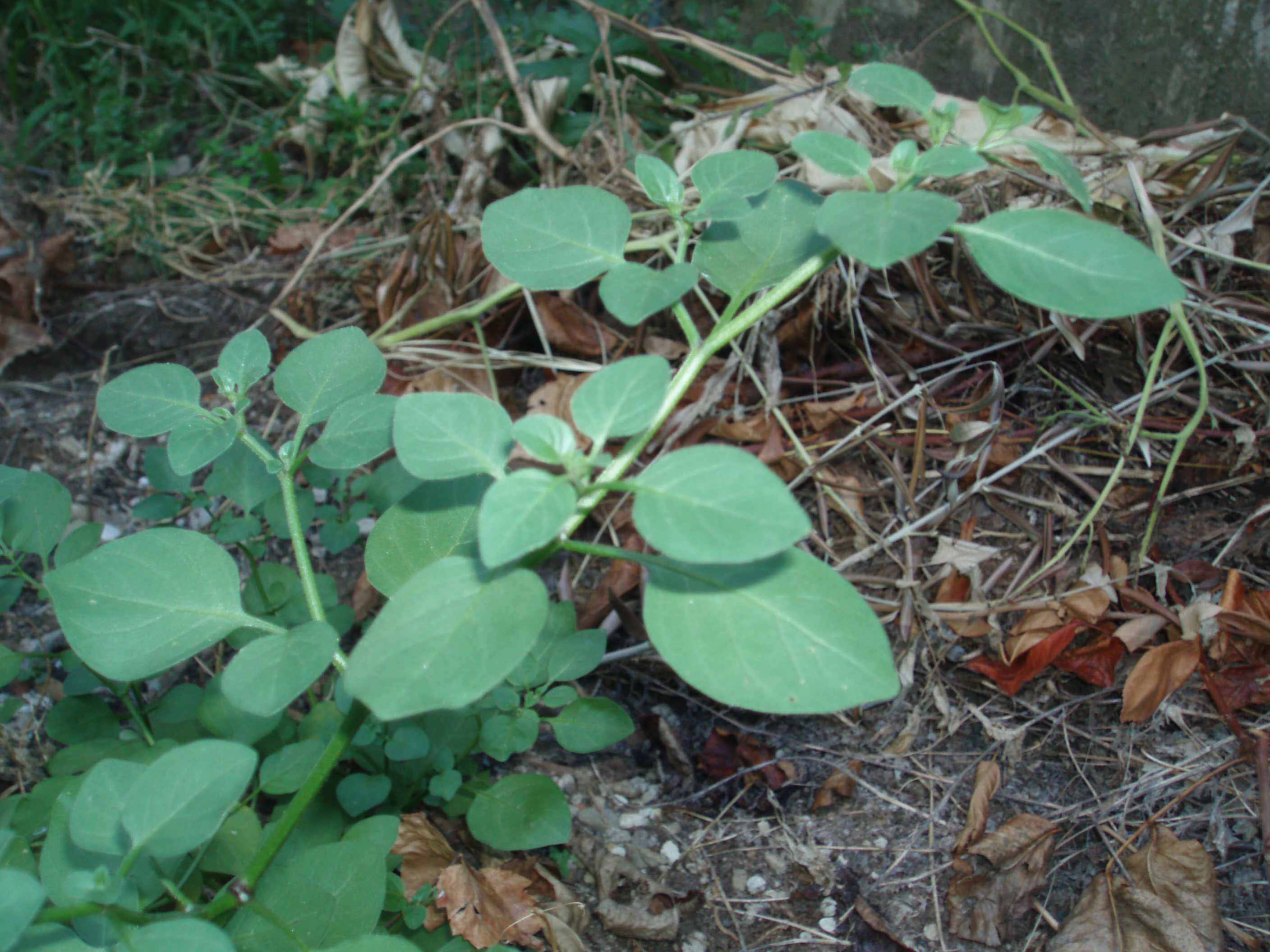 Solanum cfr.nigrum