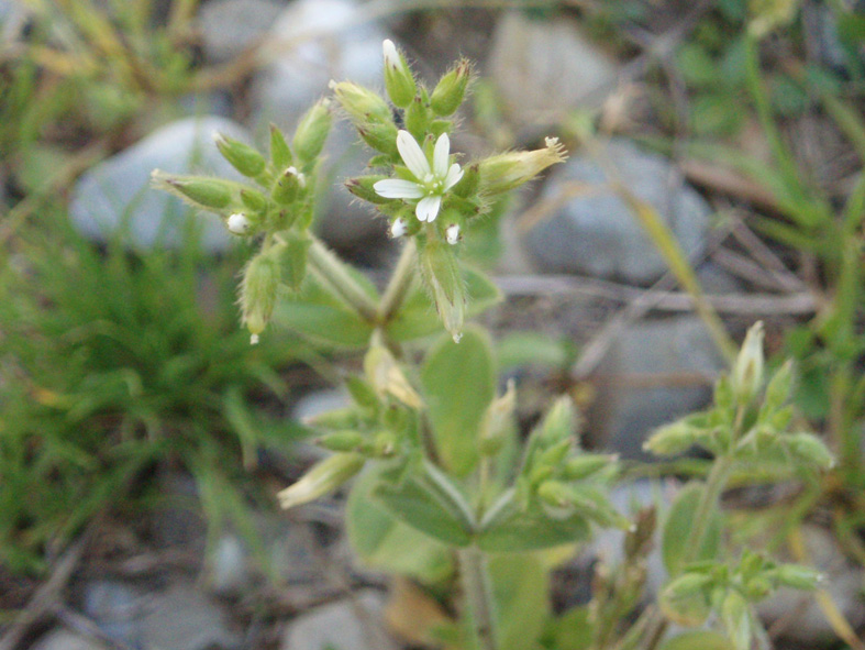 Cerastium glomeratum / Peverina dei campi