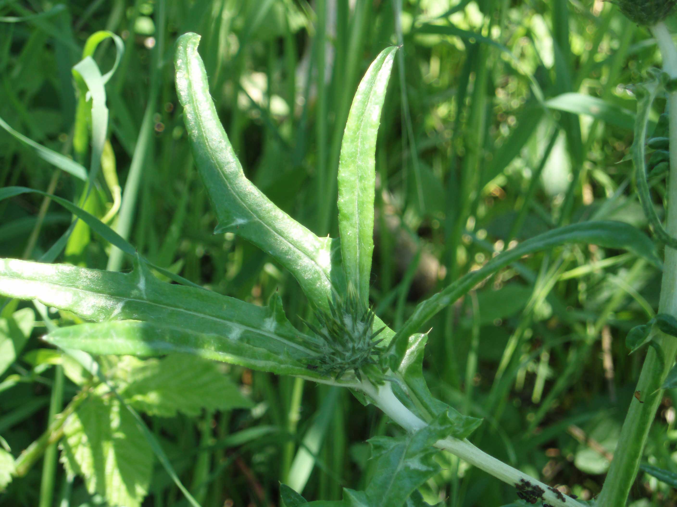 Galactites elegans