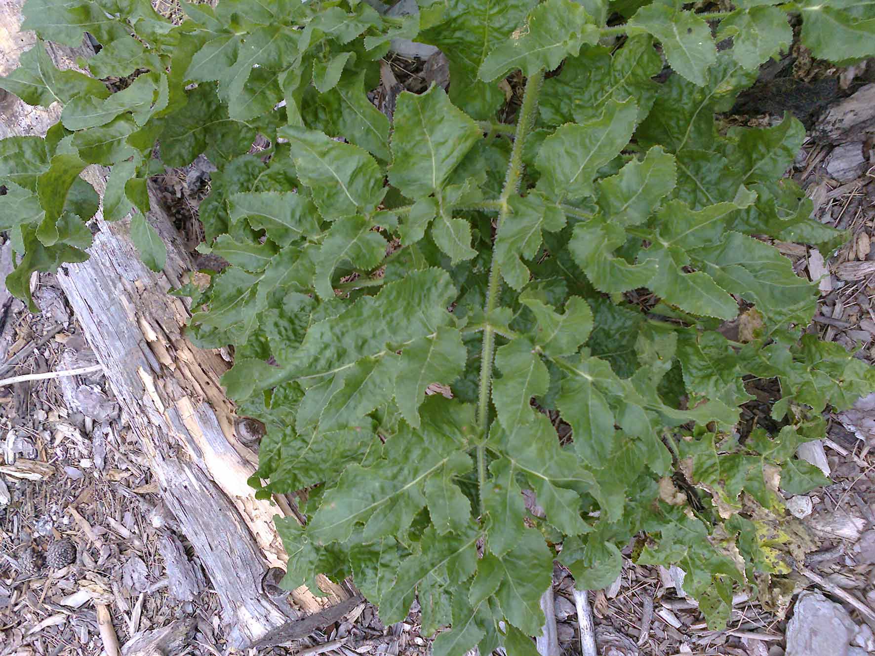 Opopanax chironium