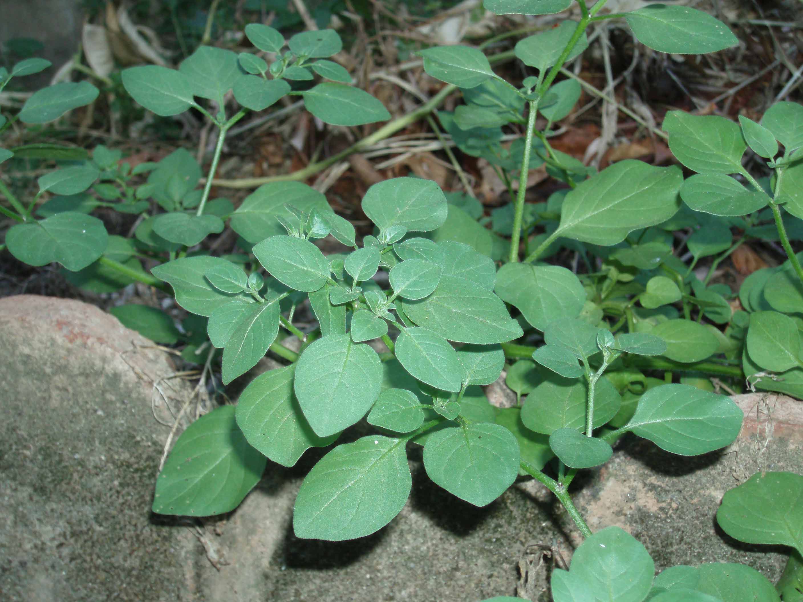 Solanum cfr.nigrum