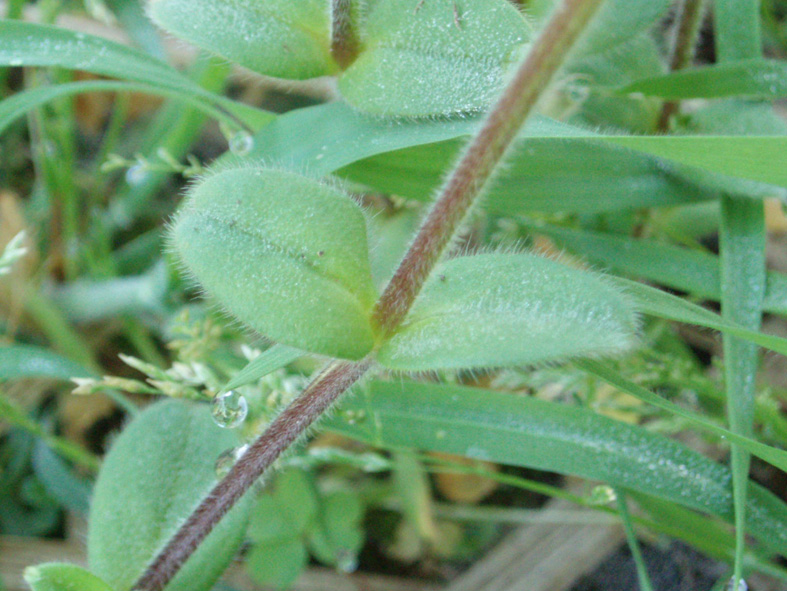 Cerastium glomeratum / Peverina dei campi