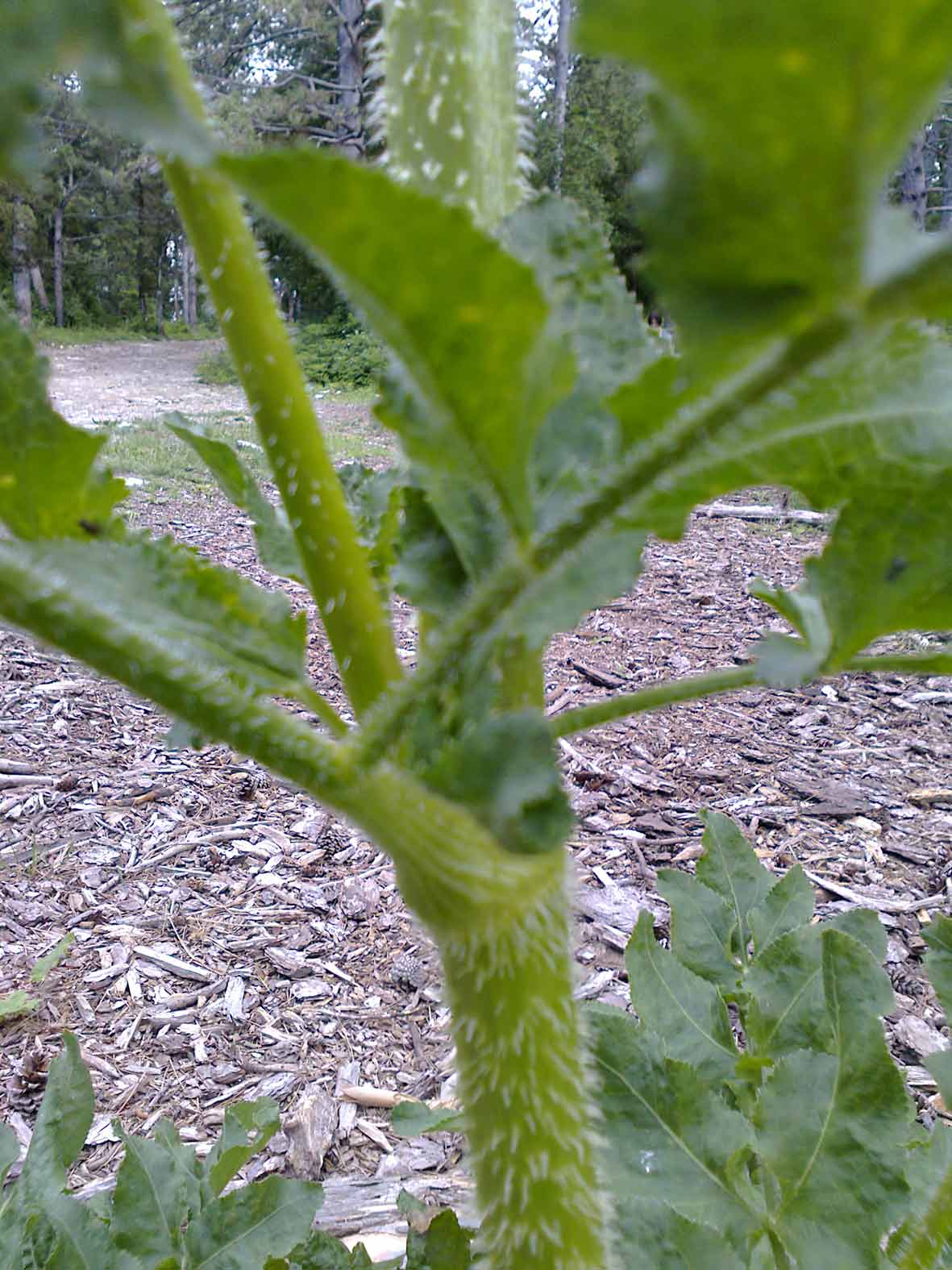 Opopanax chironium