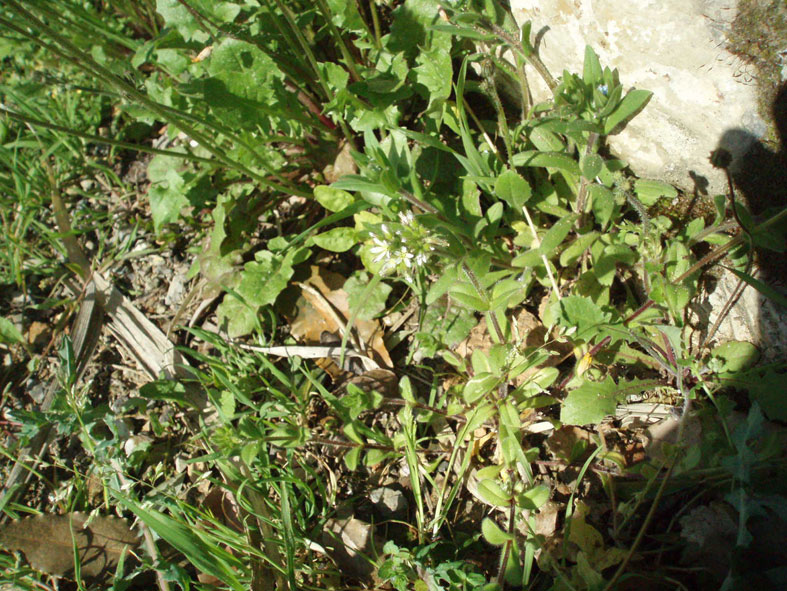 Cerastium glomeratum / Peverina dei campi