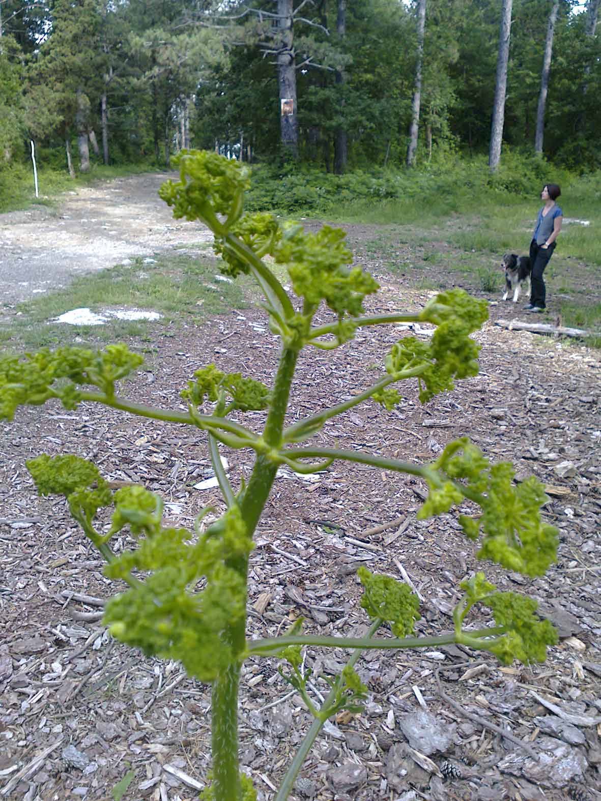 Opopanax chironium