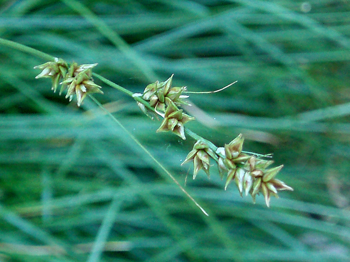 Carex divulsa