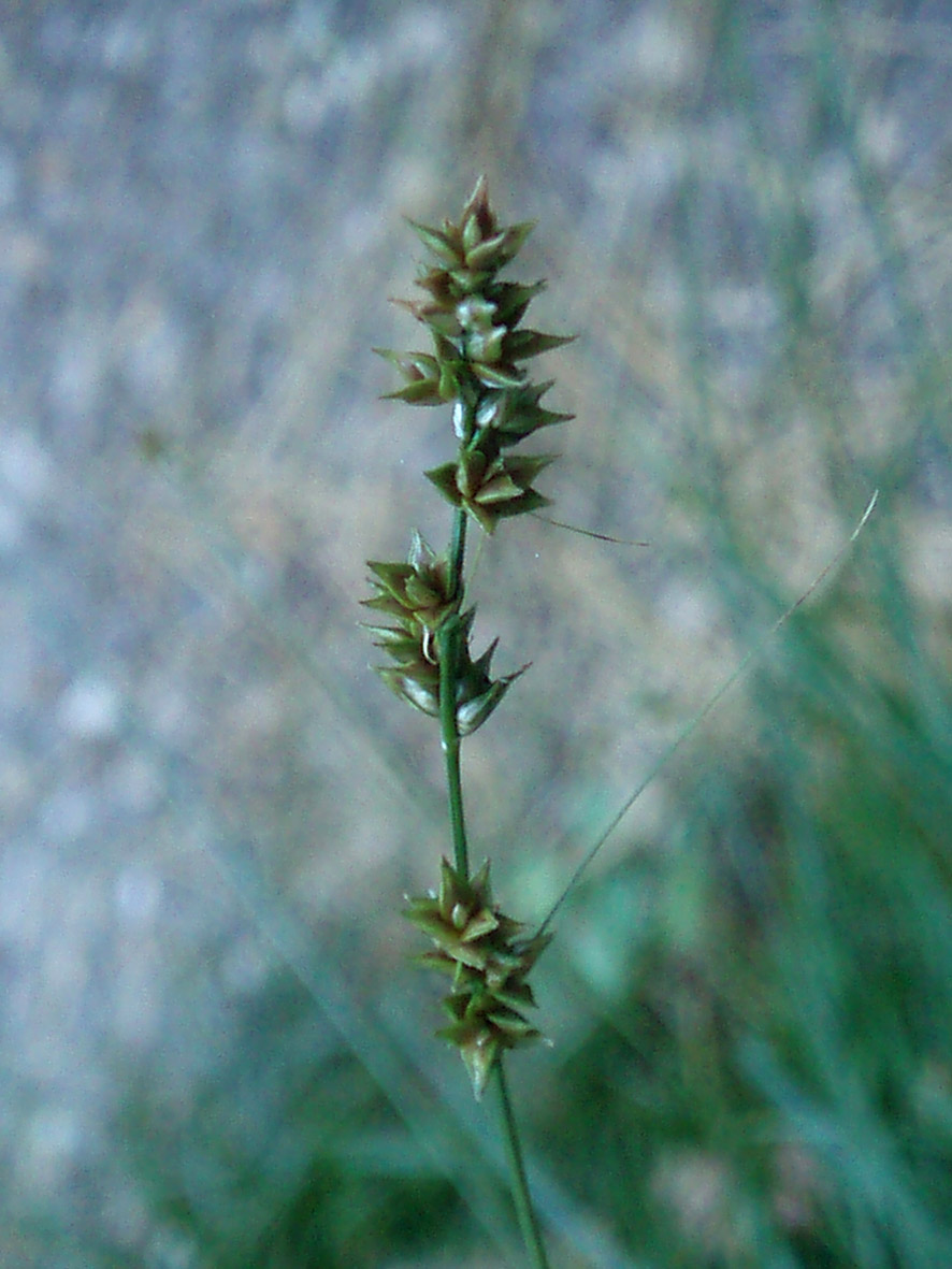 Carex divulsa