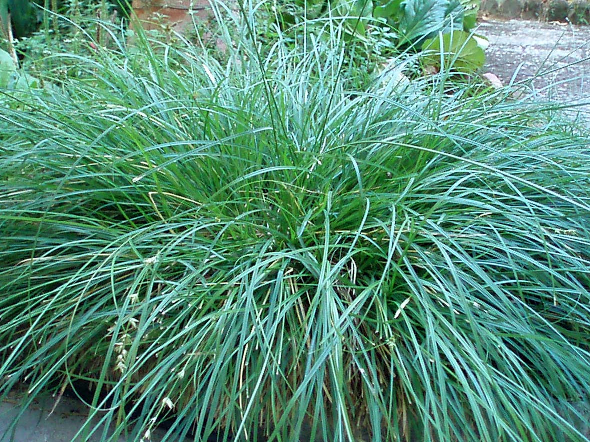 Carex divulsa