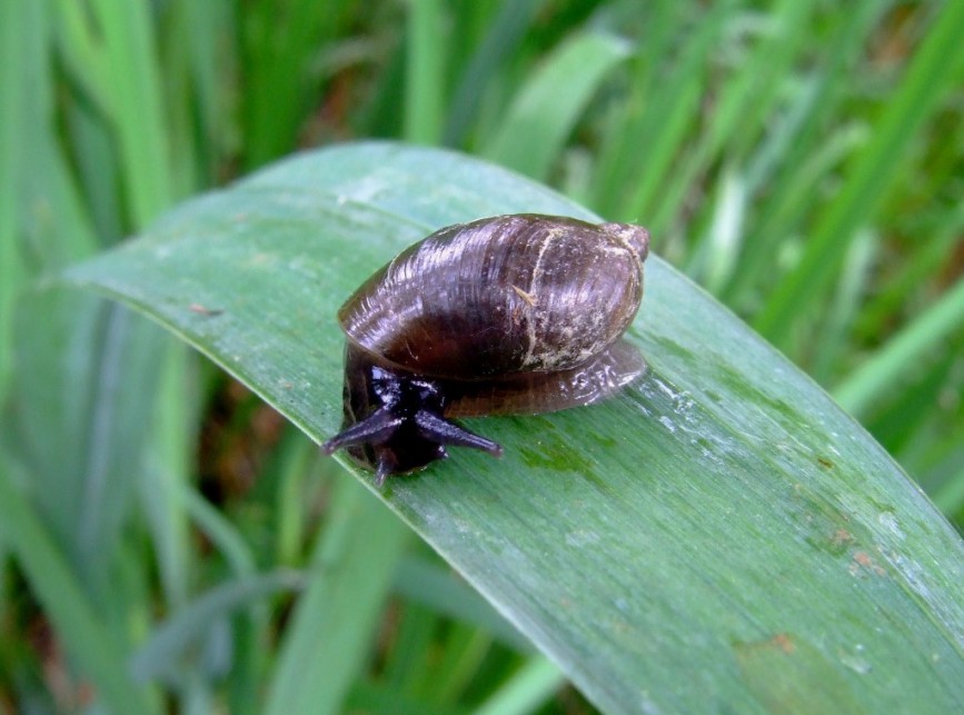 mollusco terricolo da identificare