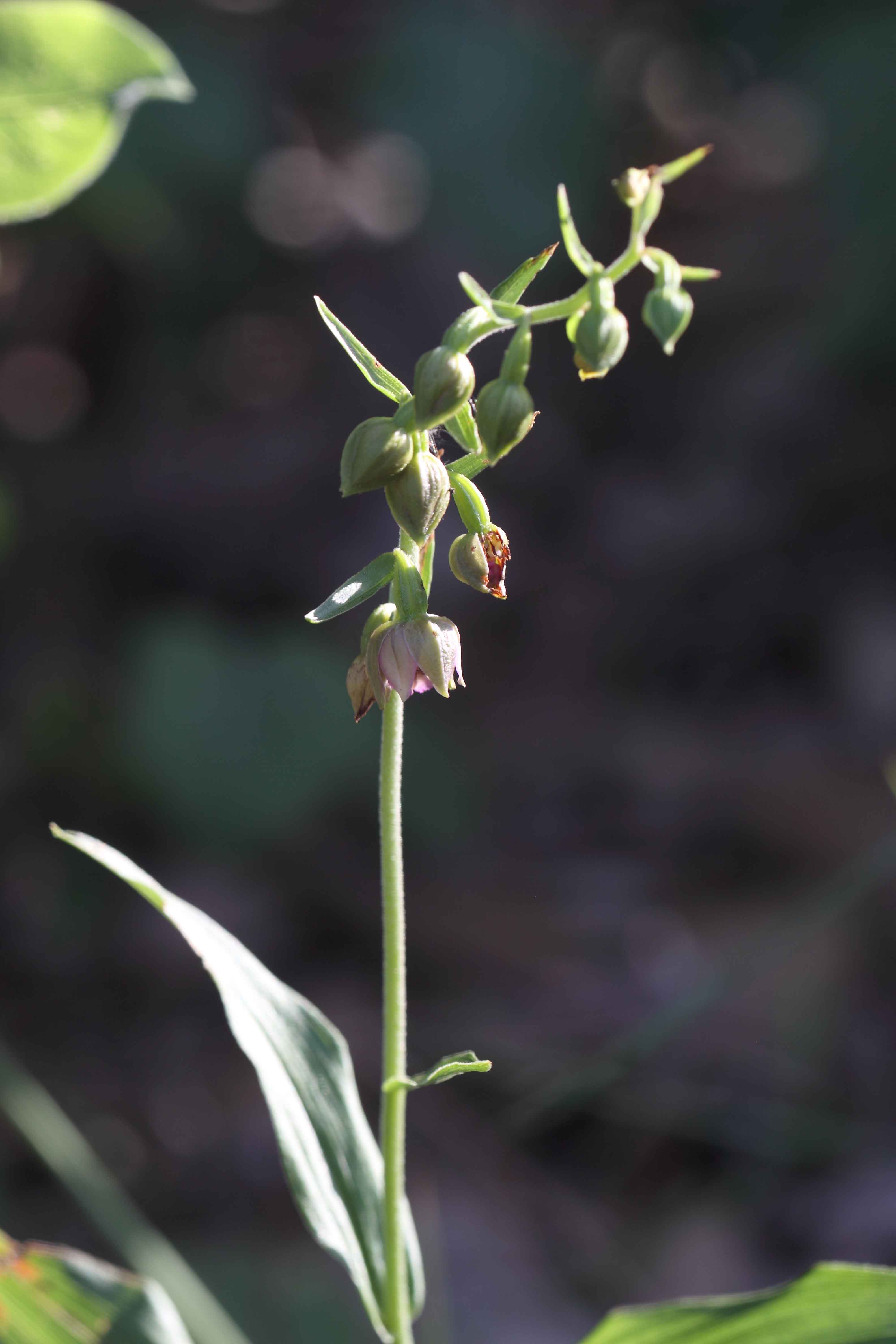 Epipactis da deterinare