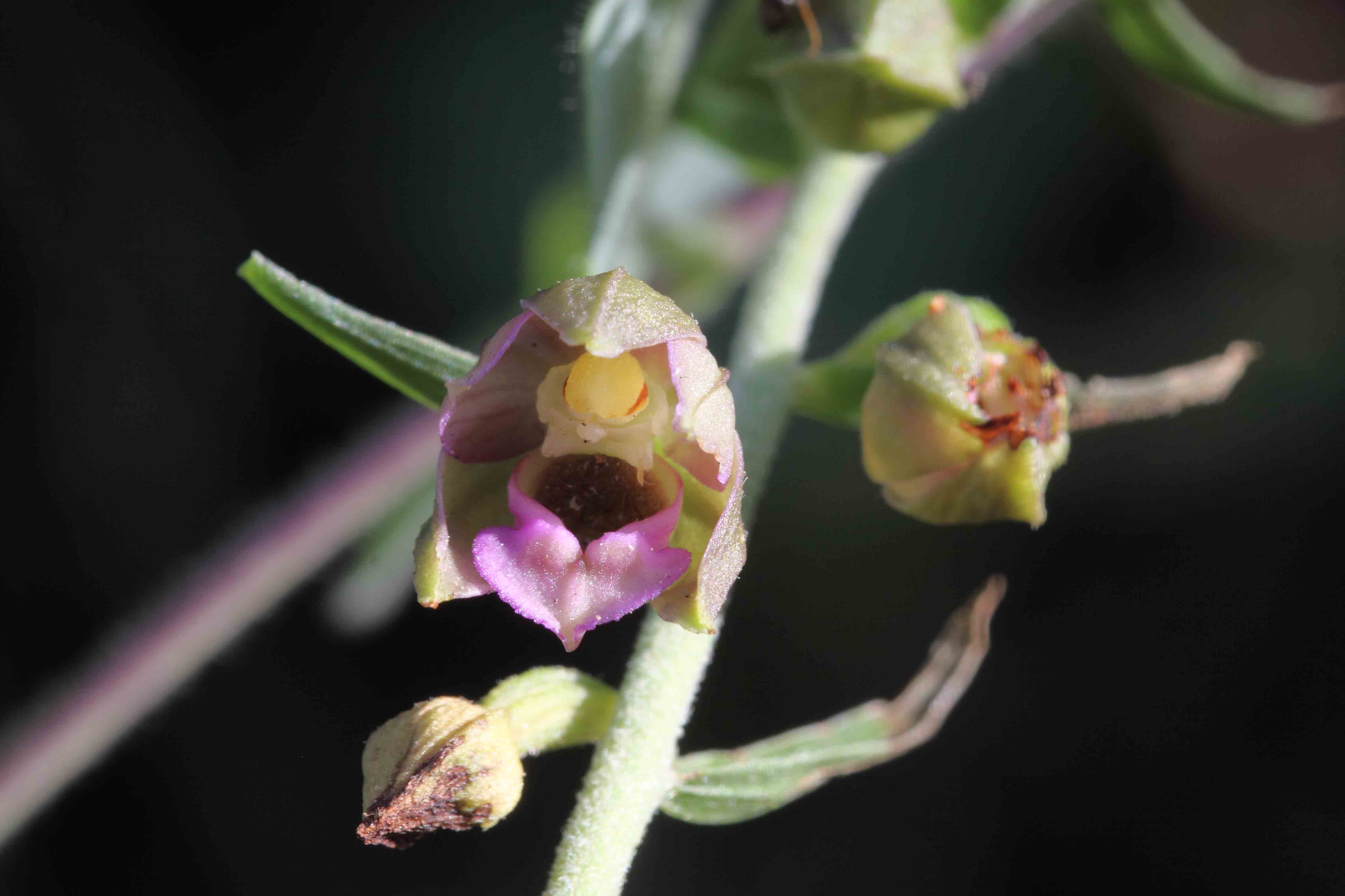 Epipactis da deterinare