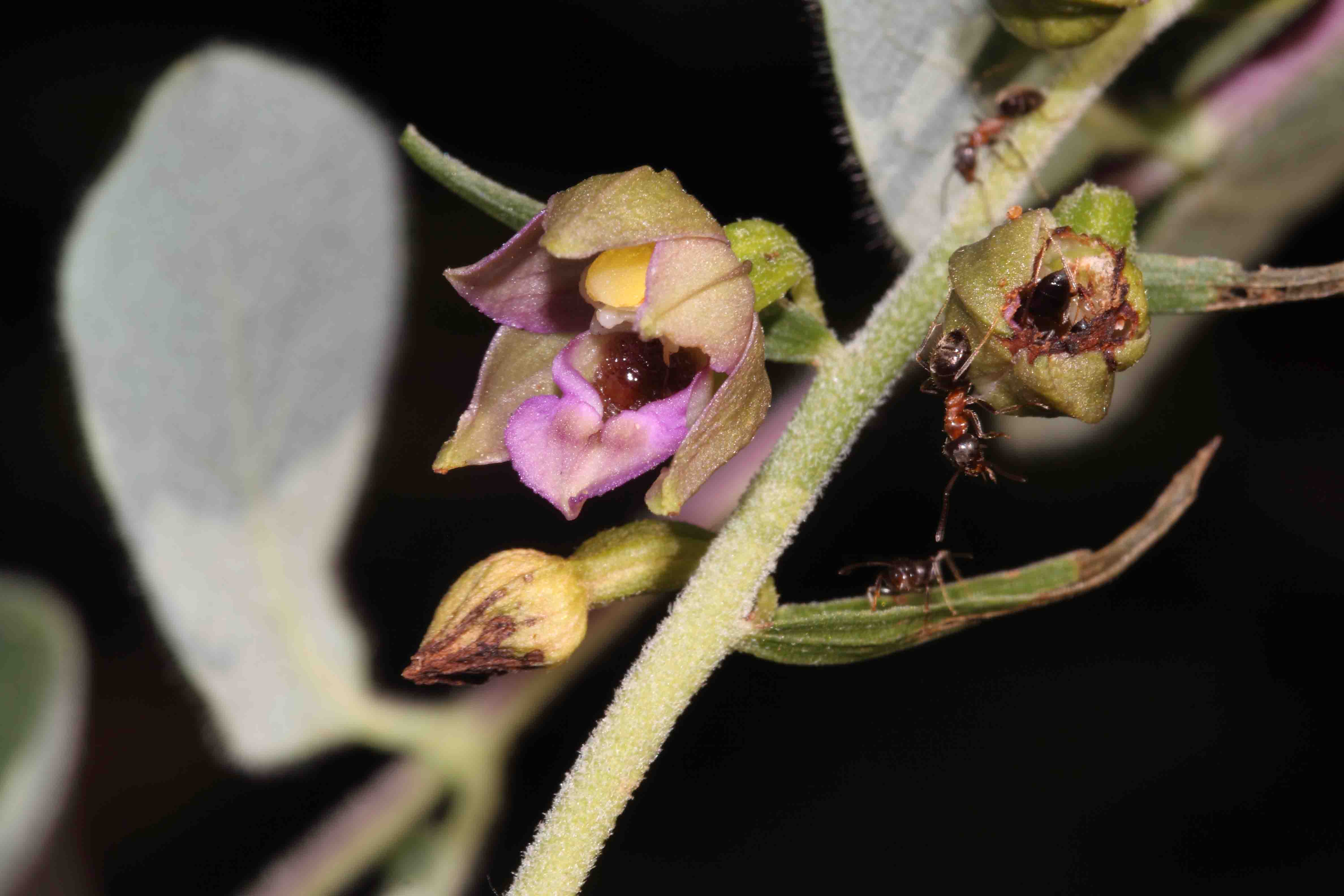 Epipactis da deterinare