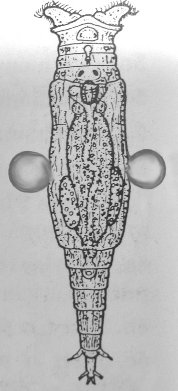 Rotifero philodina particolare