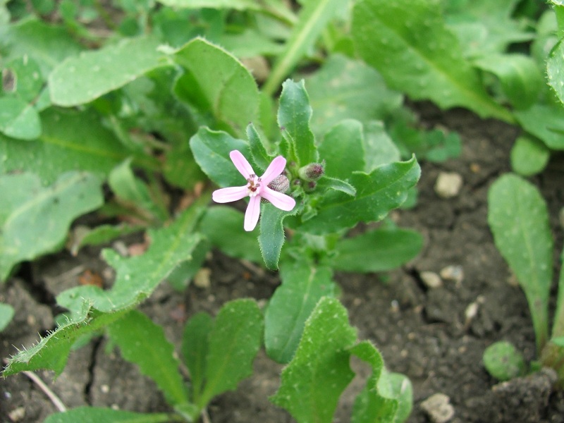 Silene fuscata / Silene scura