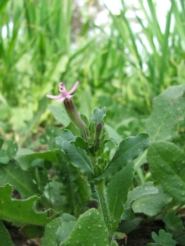 Silene fuscata / Silene scura