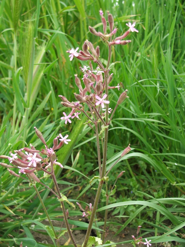 Silene fuscata / Silene scura