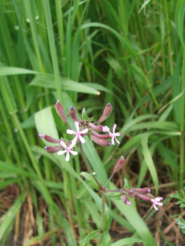 Silene fuscata / Silene scura