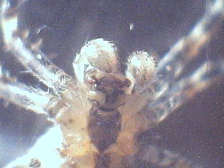 Araneus diadematus