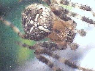 Araneus diadematus