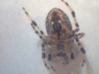 Araneus diadematus